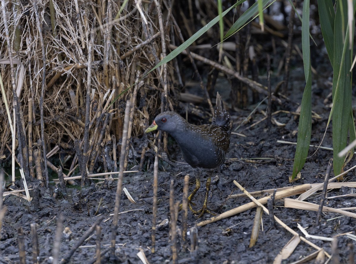 Australian Crake - ML646495865