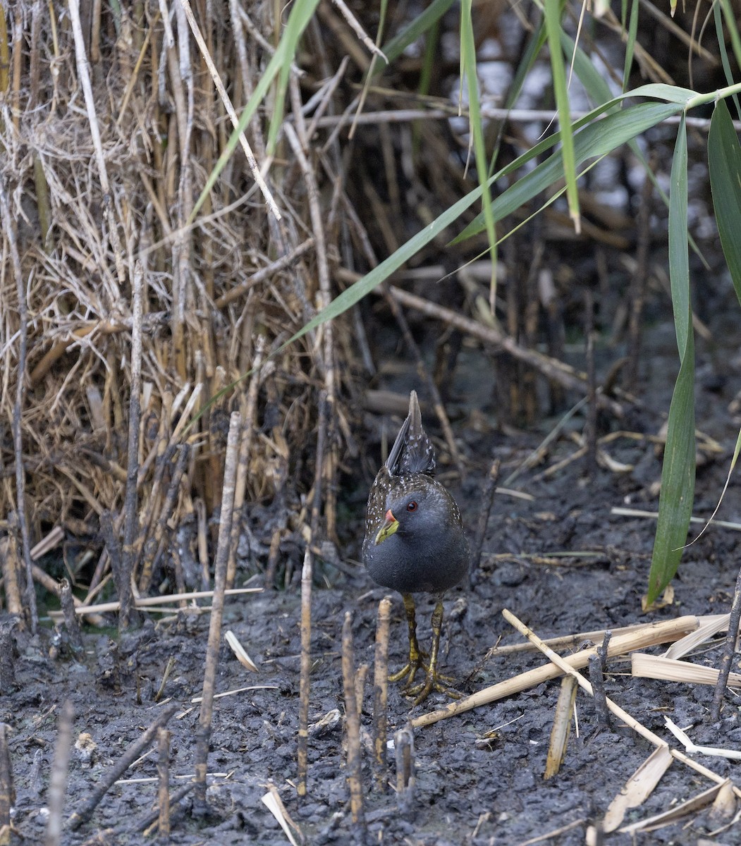 Australian Crake - ML646495866