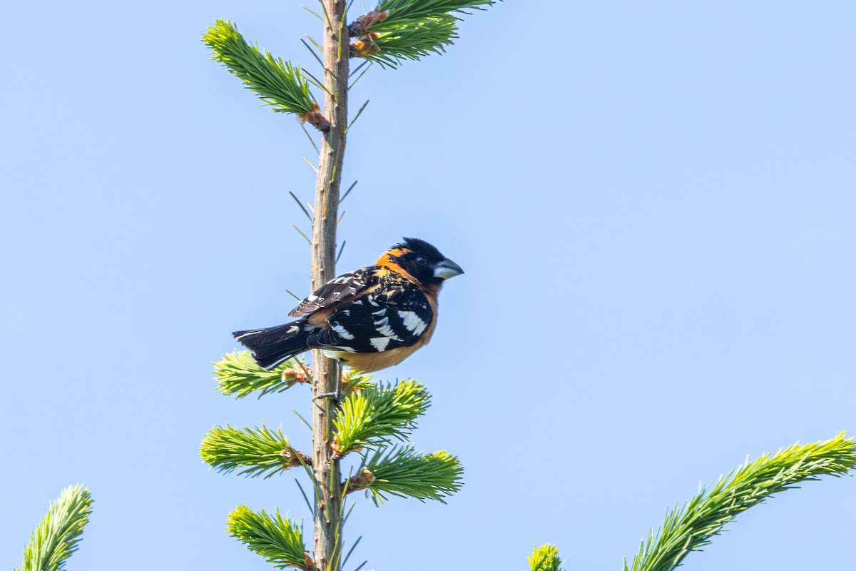 Black-headed Grosbeak - ML646495868