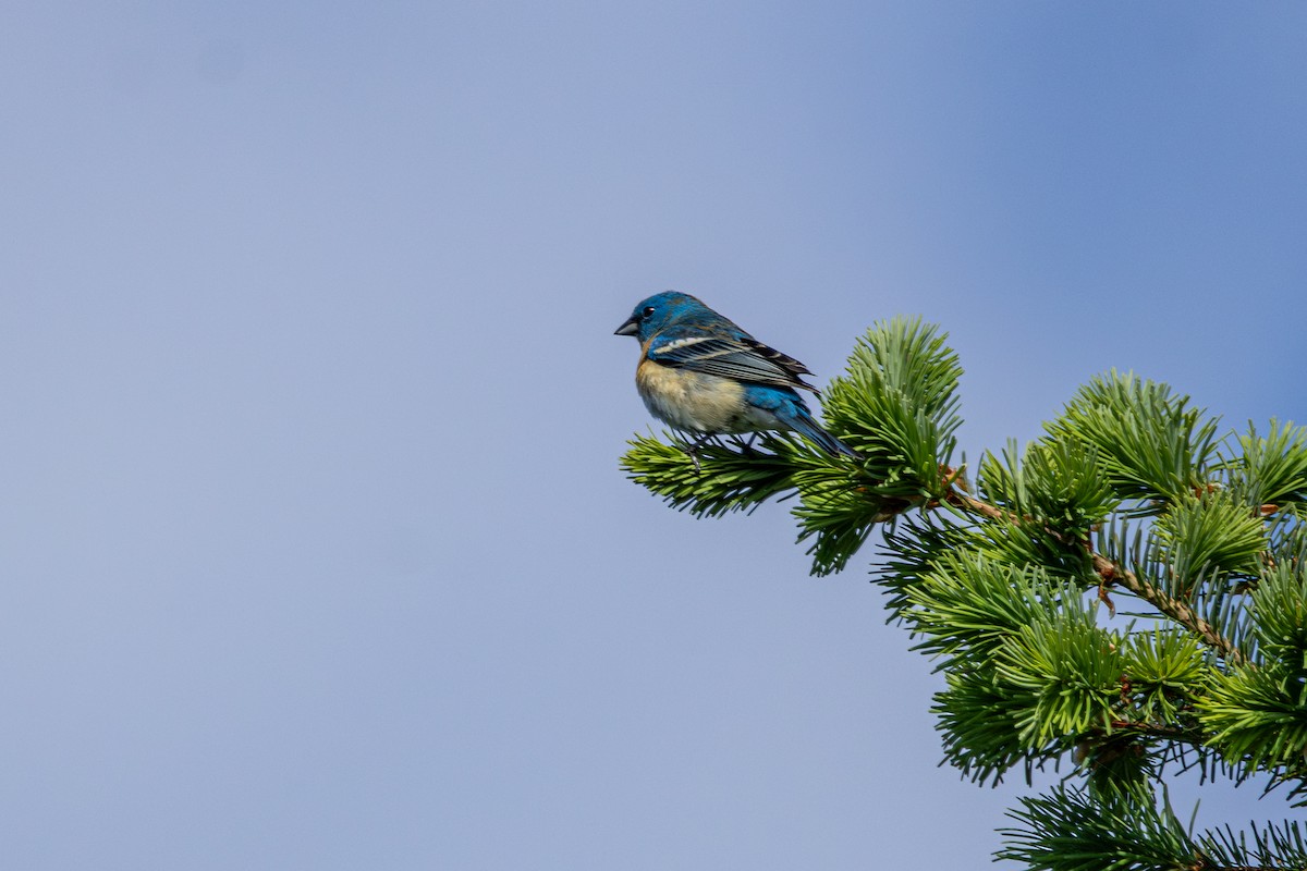 Lazuli Bunting - ML646495873