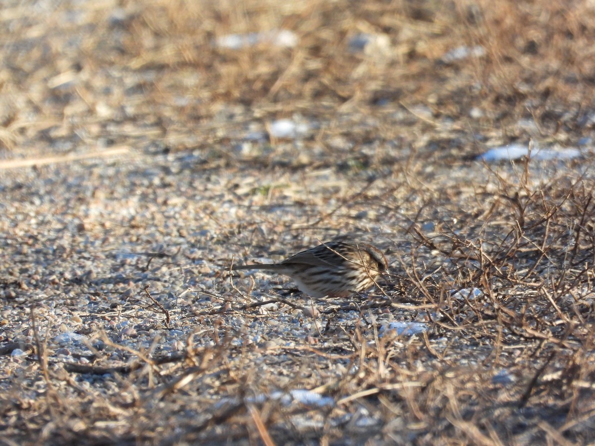 American Tree Sparrow - ML646495874