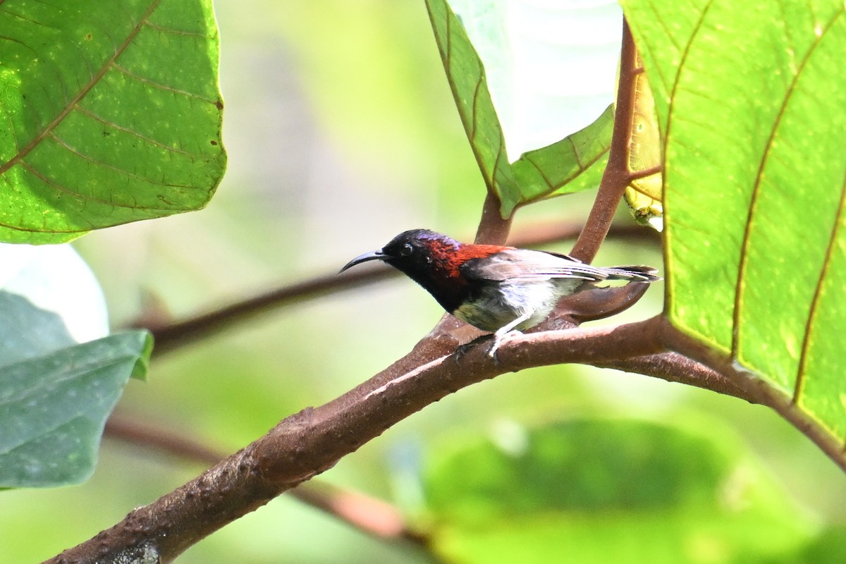 Black-throated Sunbird - ML646495875