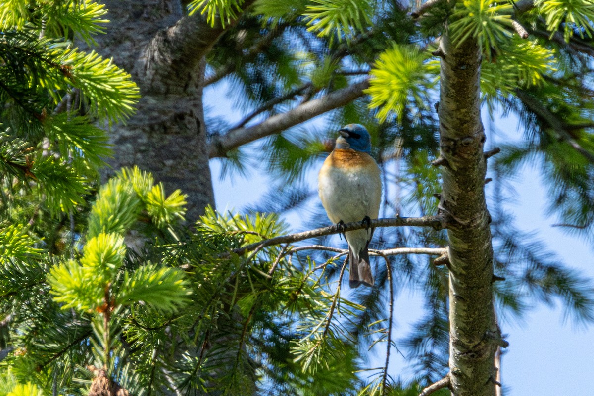 Lazuli Bunting - ML646495876