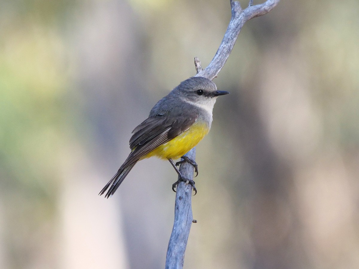 Western Yellow Robin - ML646495878