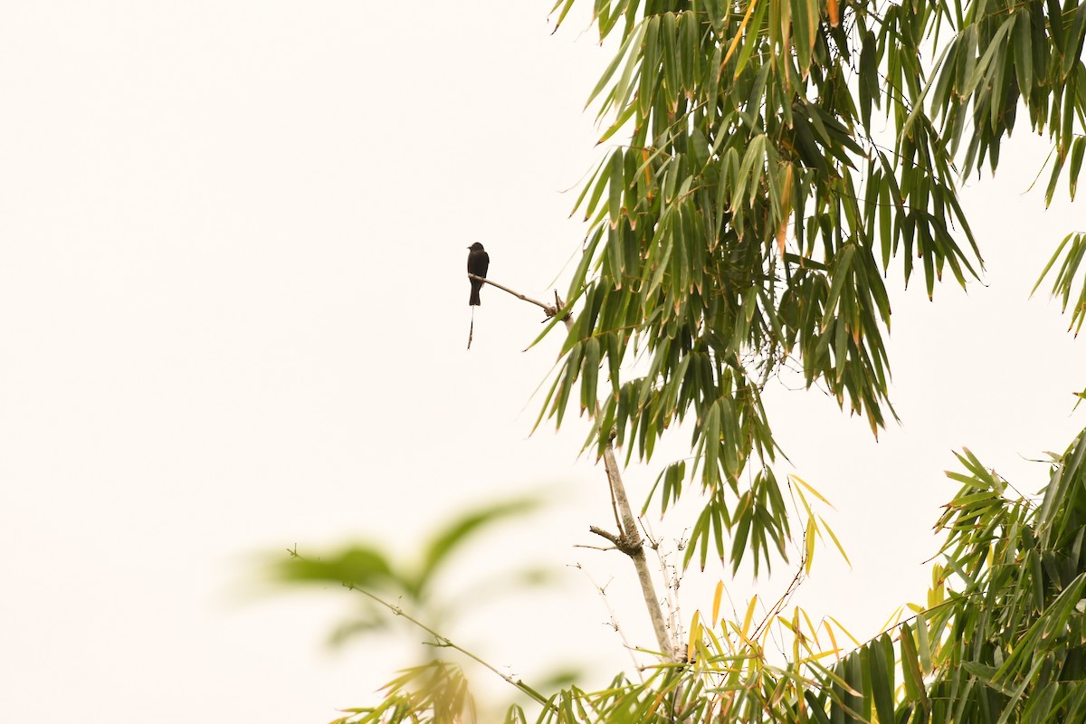 Long-tailed Tyrant - ML646495880