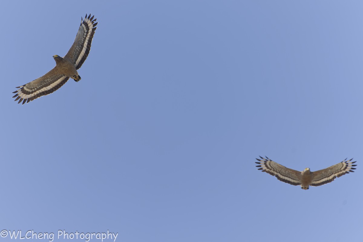 Culebrera Chiíla - ML646495882