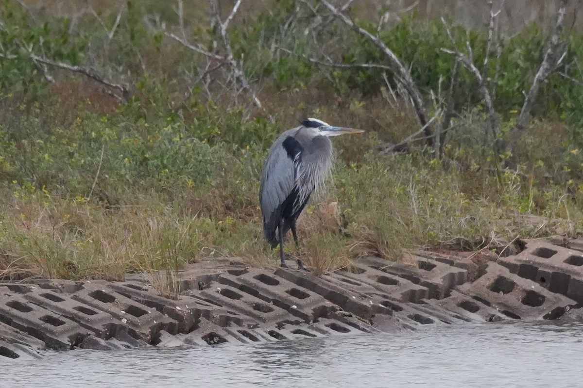 Great Blue Heron - ML646495891