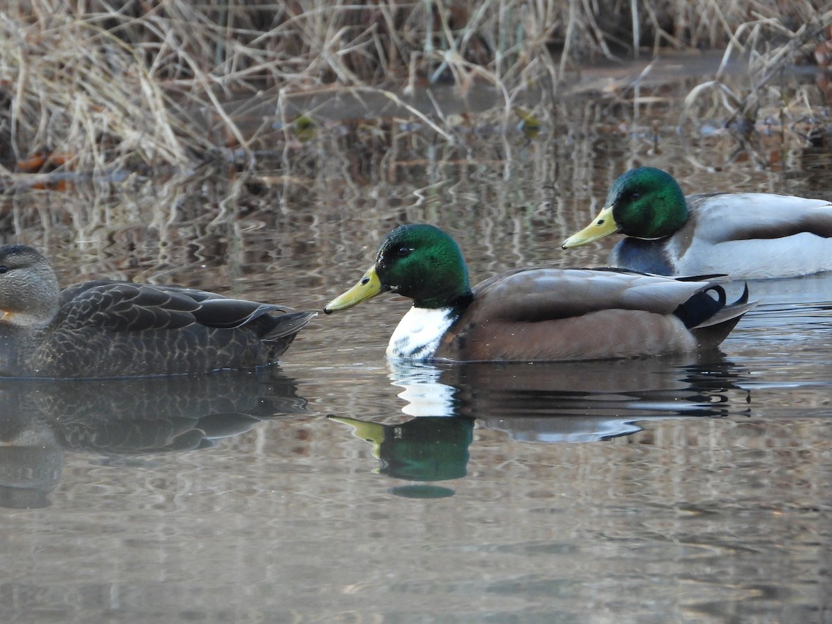 Mallard (Domestic type) - ML646495893