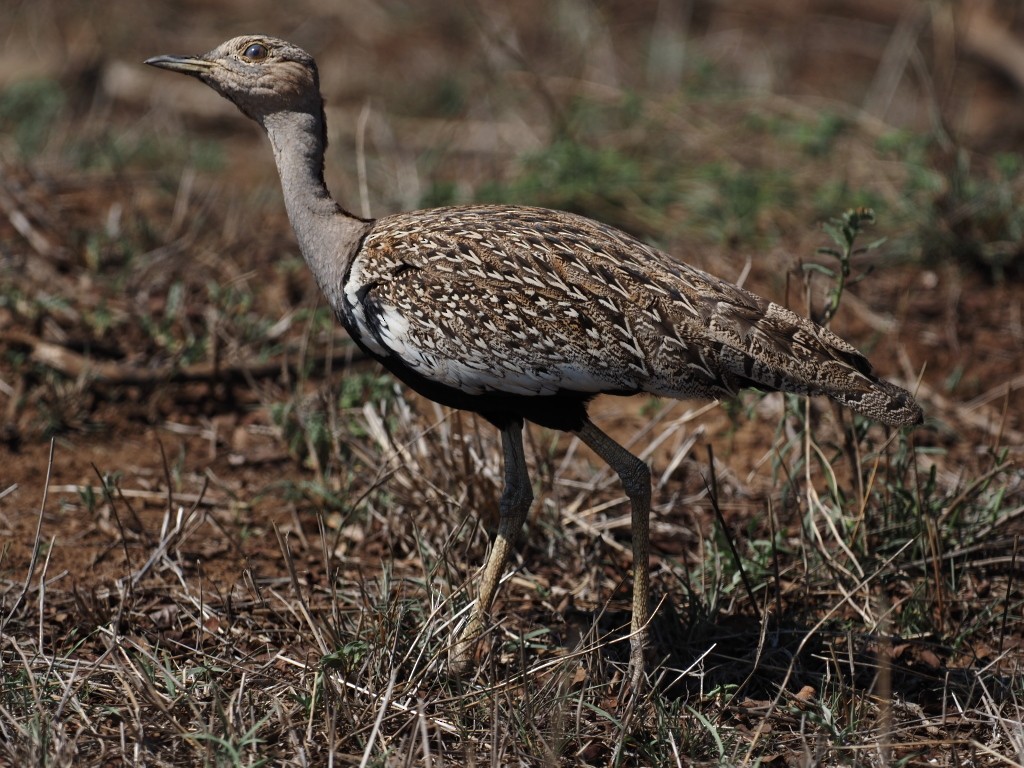 Red-crested Bustard - ML646495896
