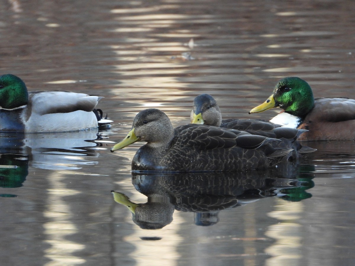 American Black Duck - ML646495904