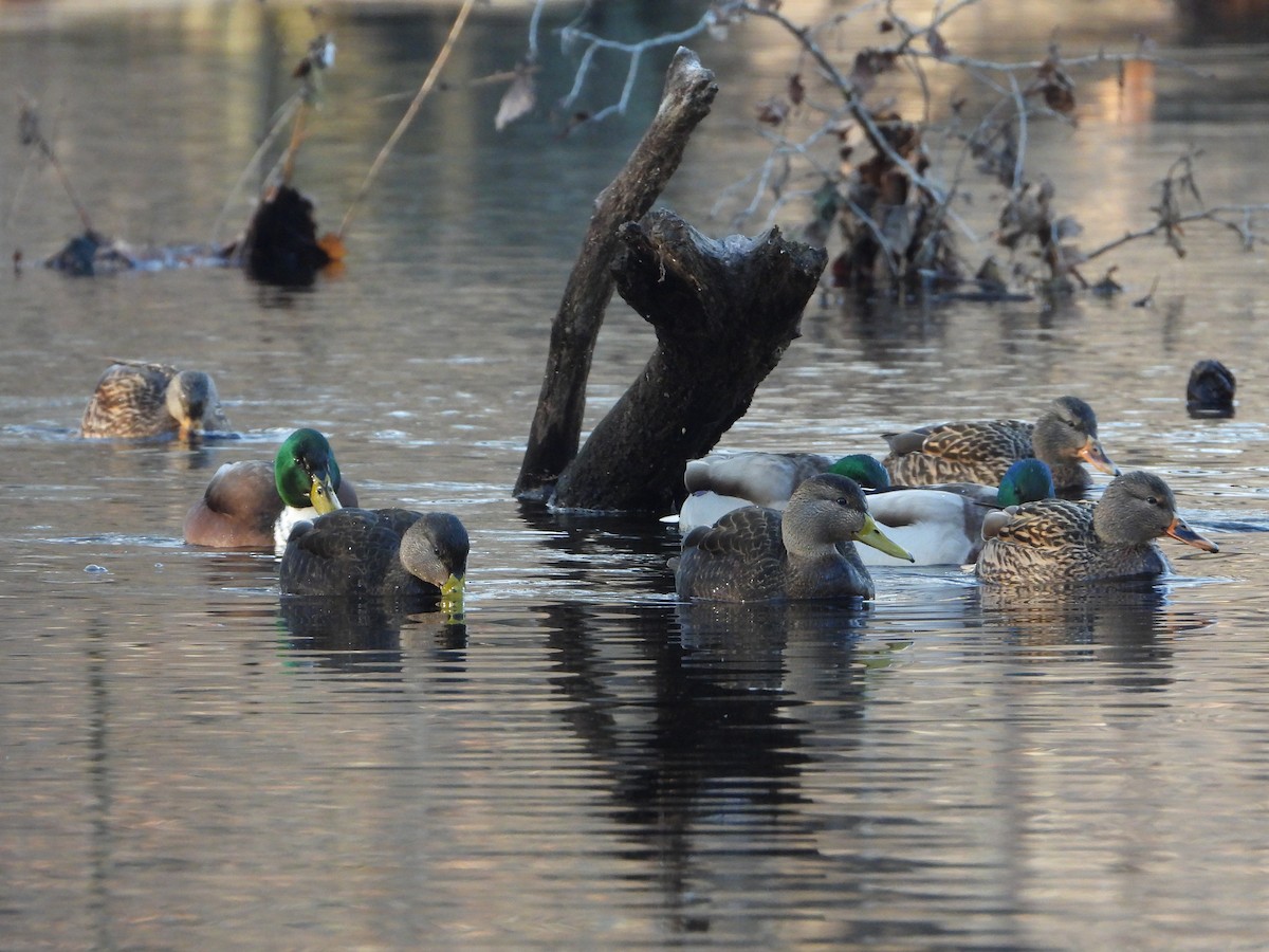 American Black Duck - ML646495905