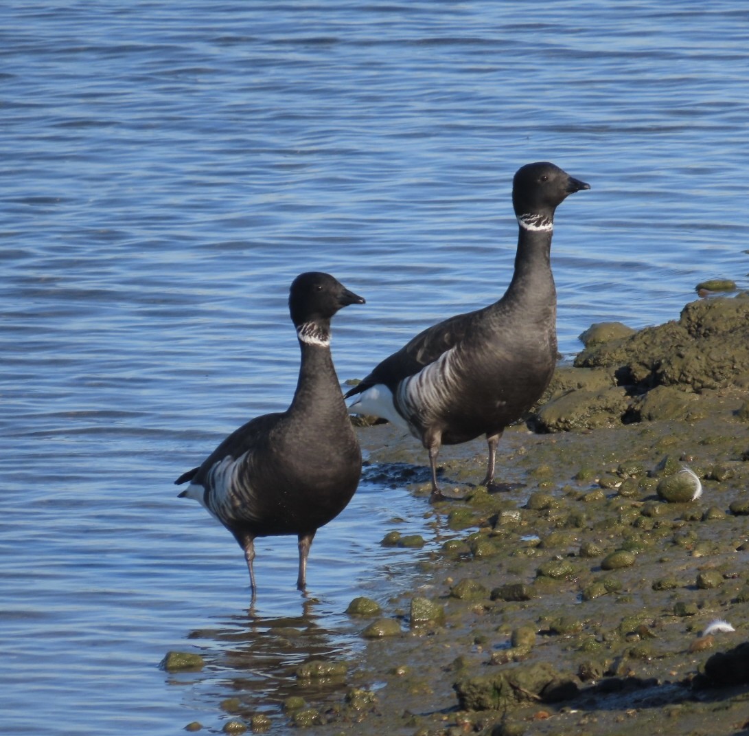 黑雁 - ML646495910