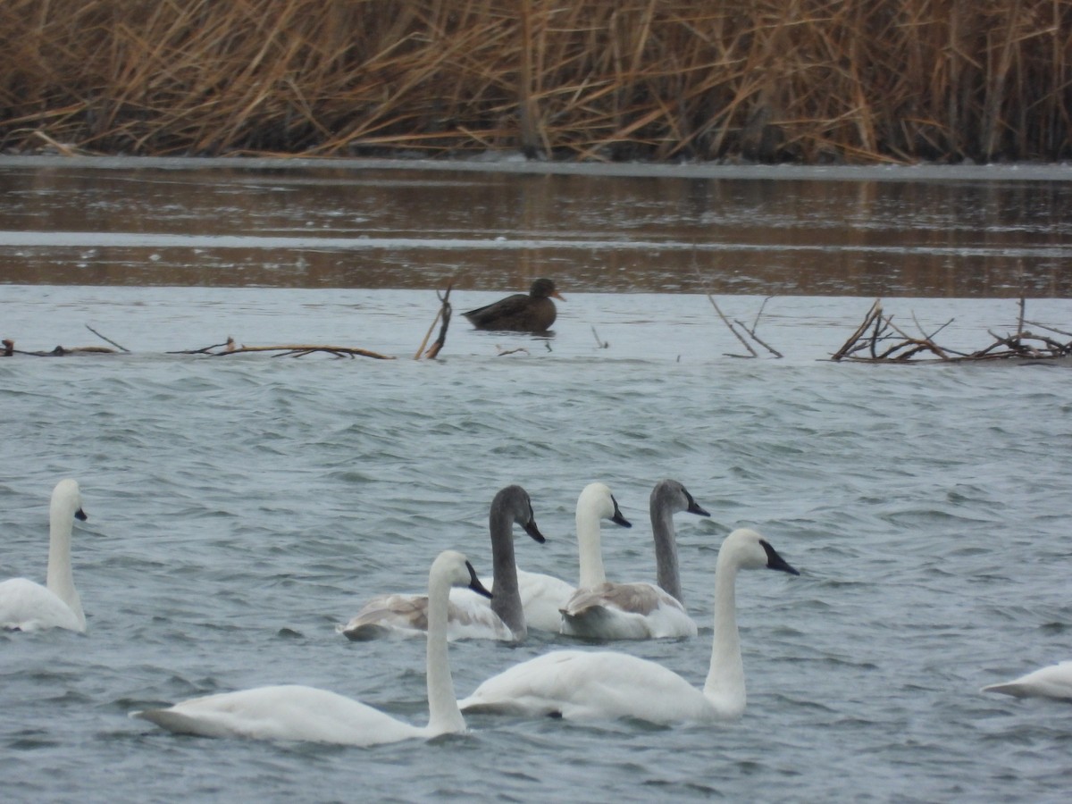 Trumpeter Swan - ML646495916