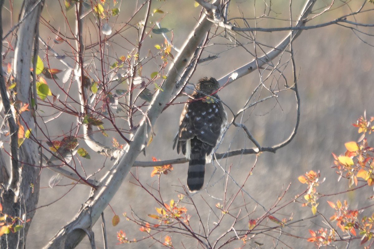 Cooper's Hawk - ML646495917
