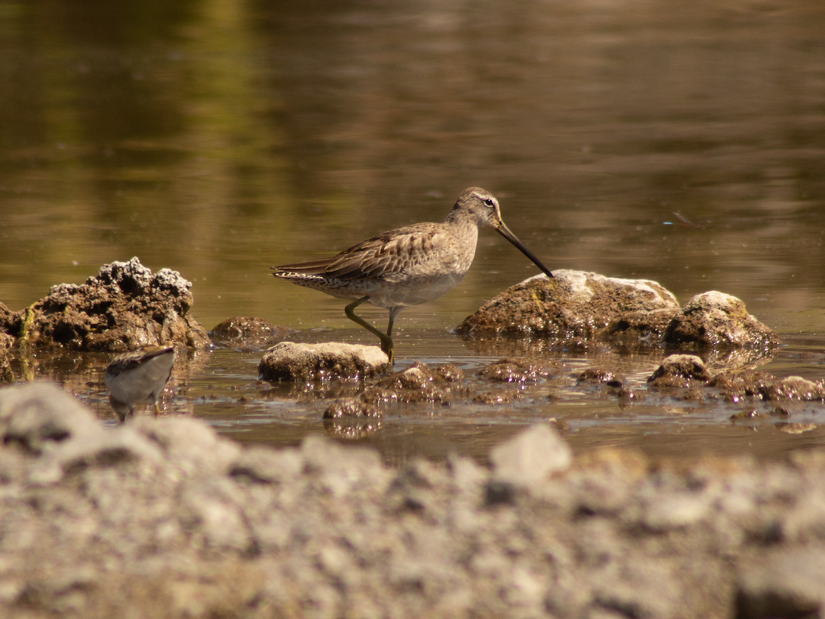 Long-billed Dowitcher - ML646495924