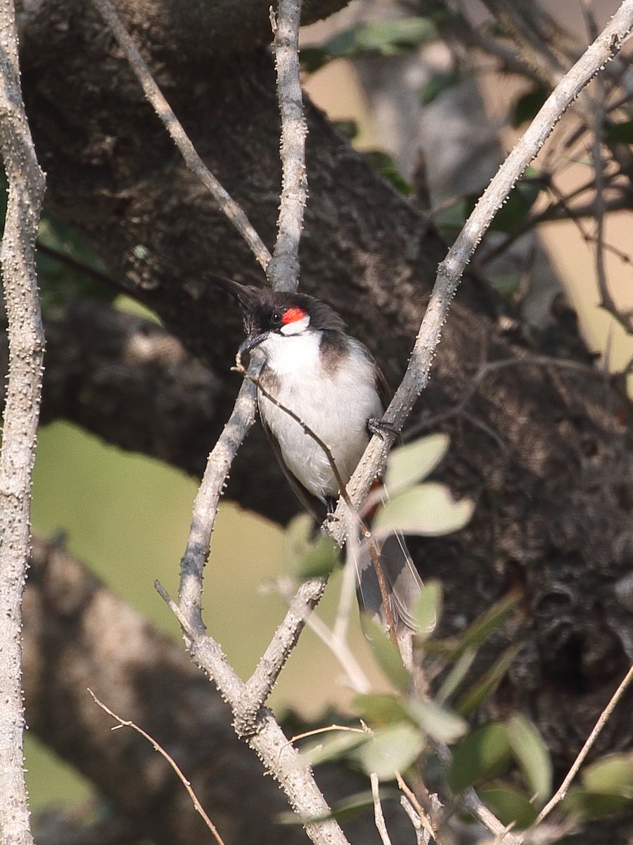 紅耳鵯 - ML646495926