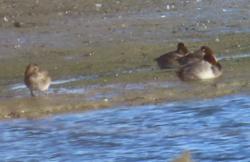 Redhead - ML646495927