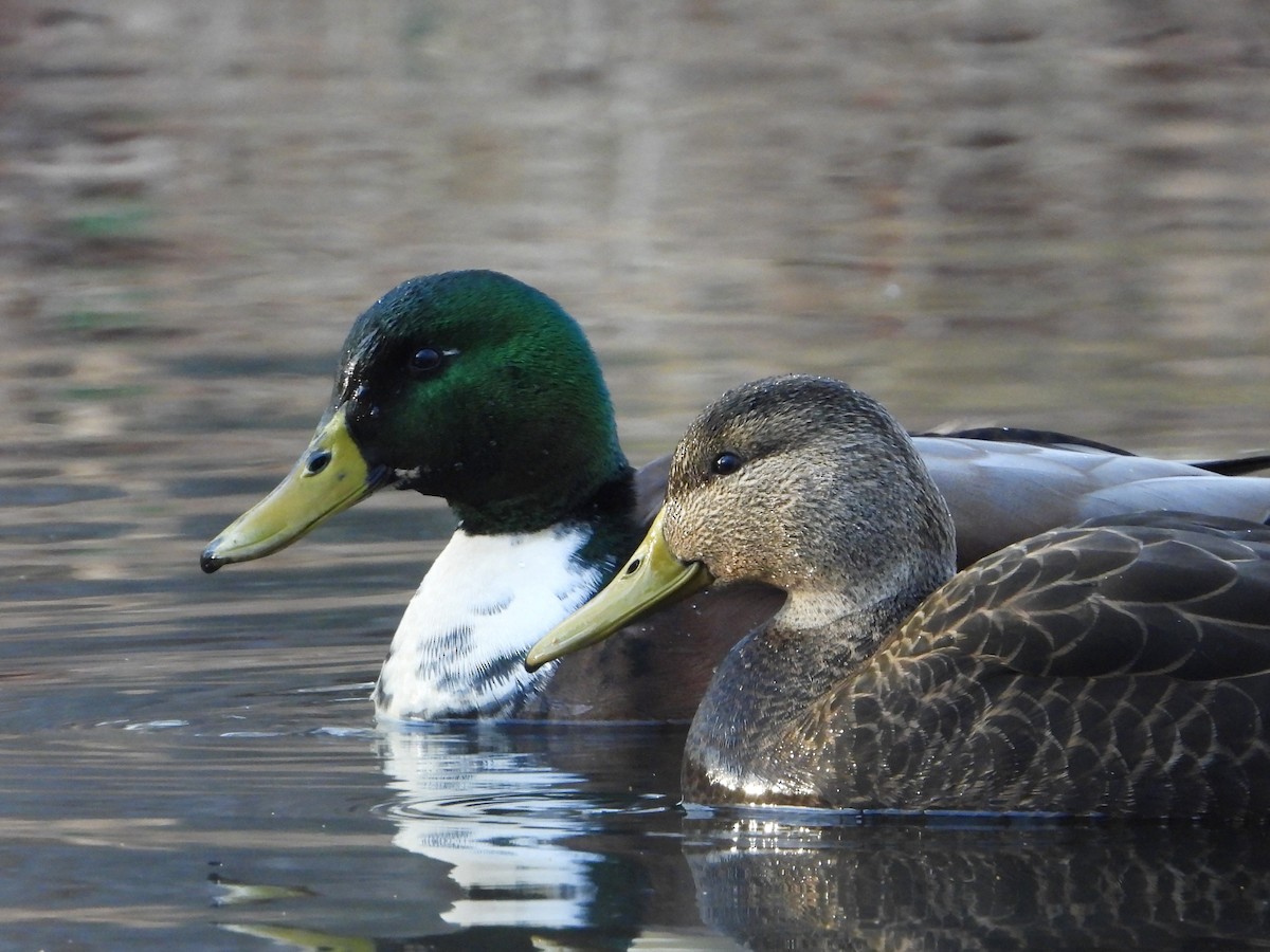 Mallard (Domestic type) - ML646495928