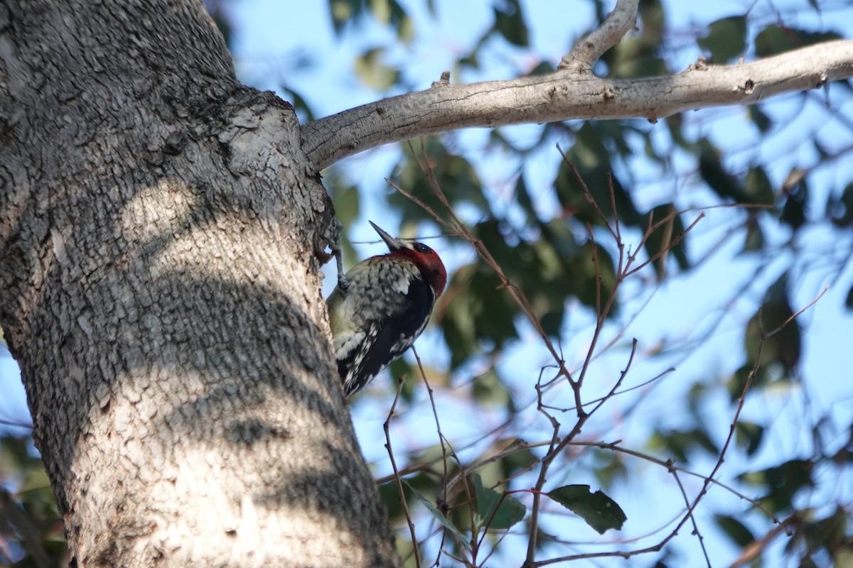 Red-breasted Sapsucker - ML646495930