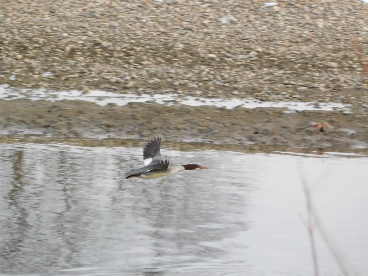 laksand (americanus) - ML646495931