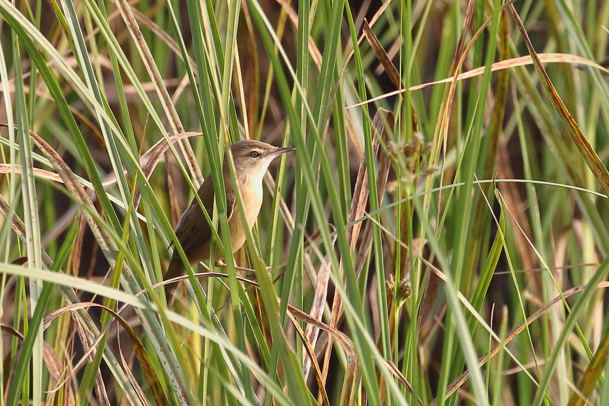 Paddyfield Warbler - ML646495933