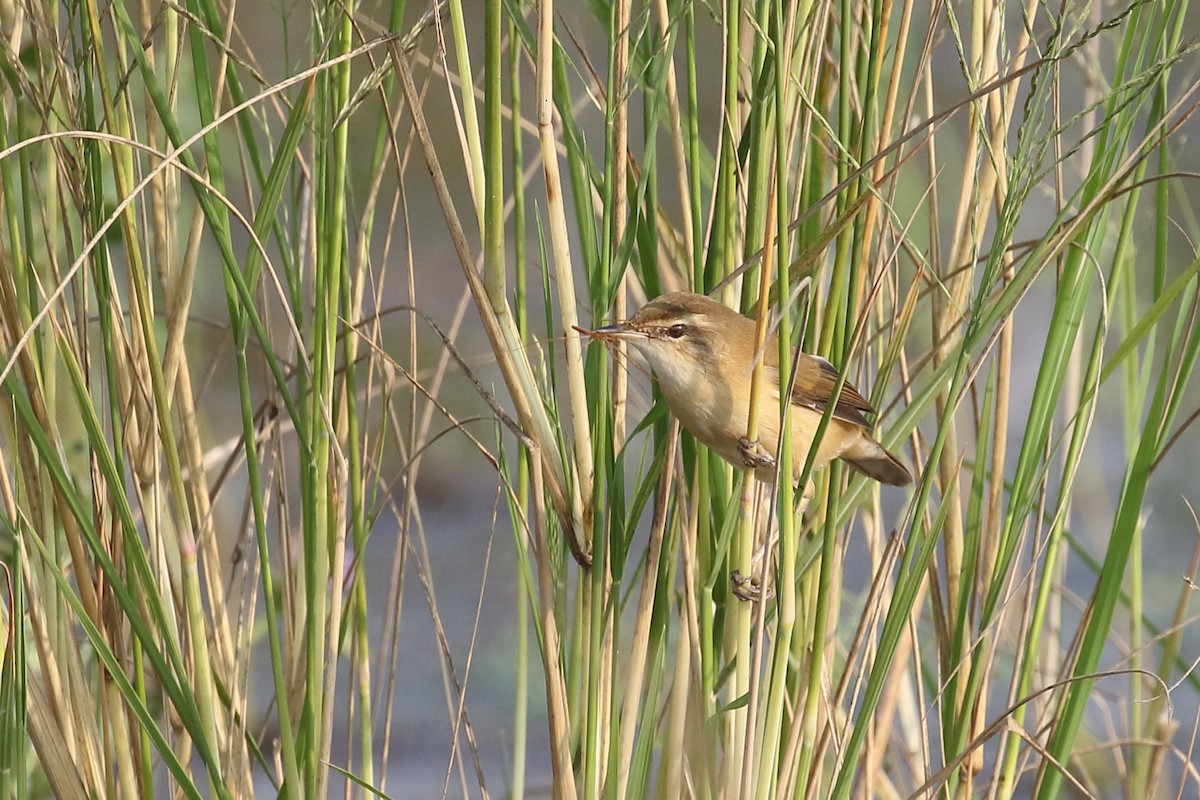 Paddyfield Warbler - ML646495934