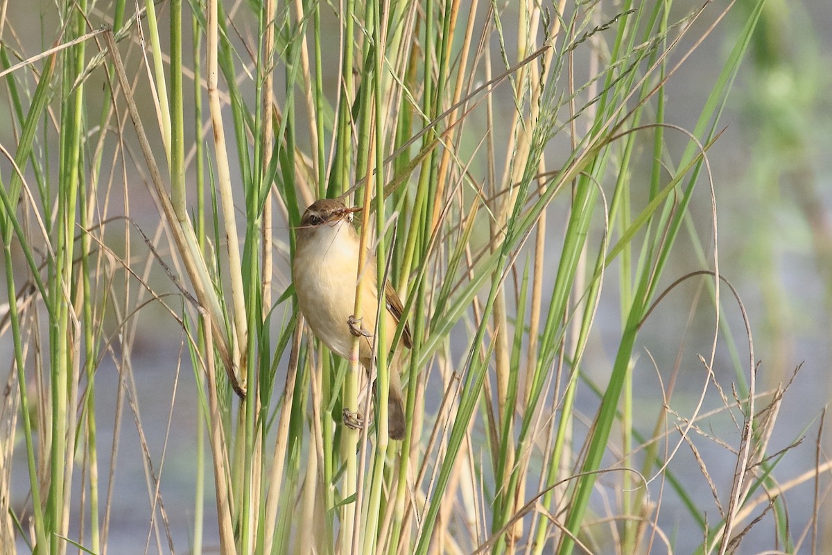 Paddyfield Warbler - ML646495935