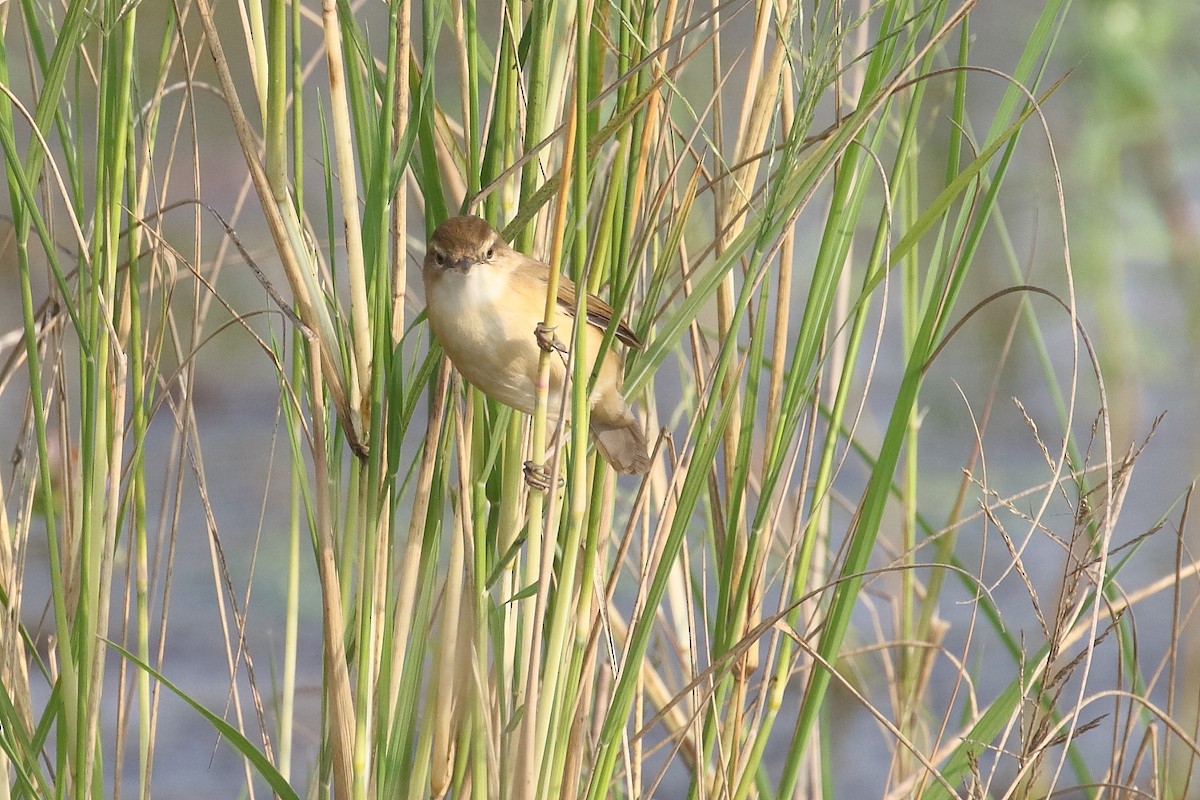 Paddyfield Warbler - ML646495936