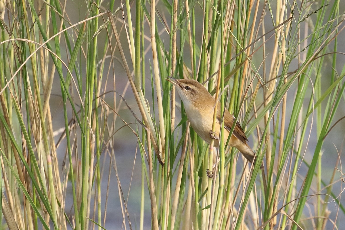 Paddyfield Warbler - ML646495937