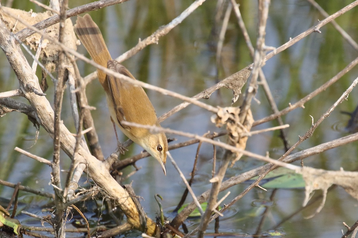 Paddyfield Warbler - ML646495938