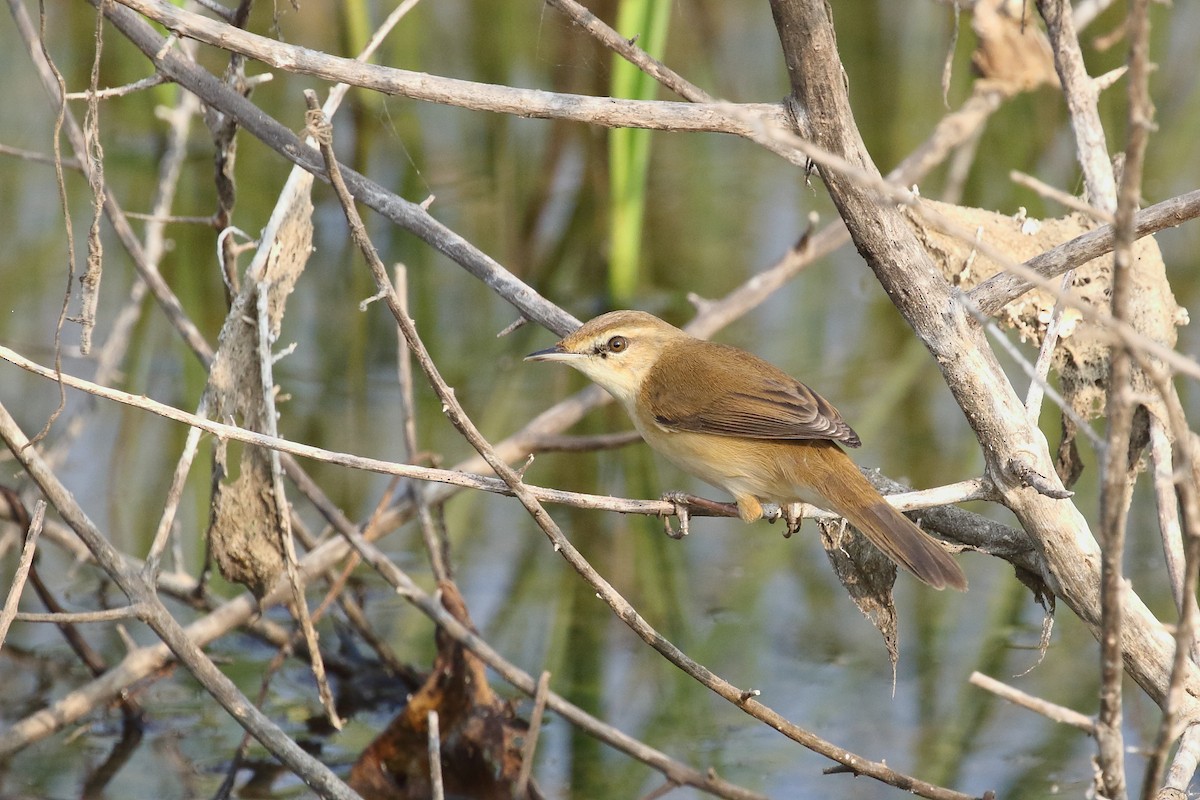 Paddyfield Warbler - ML646495940