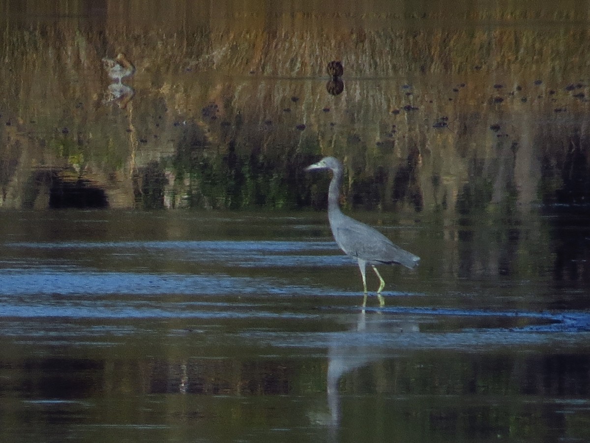 volavka modrošedá - ML646495943