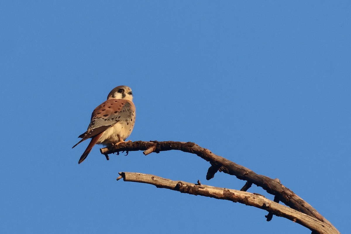 poštolka pestrá - ML646495944