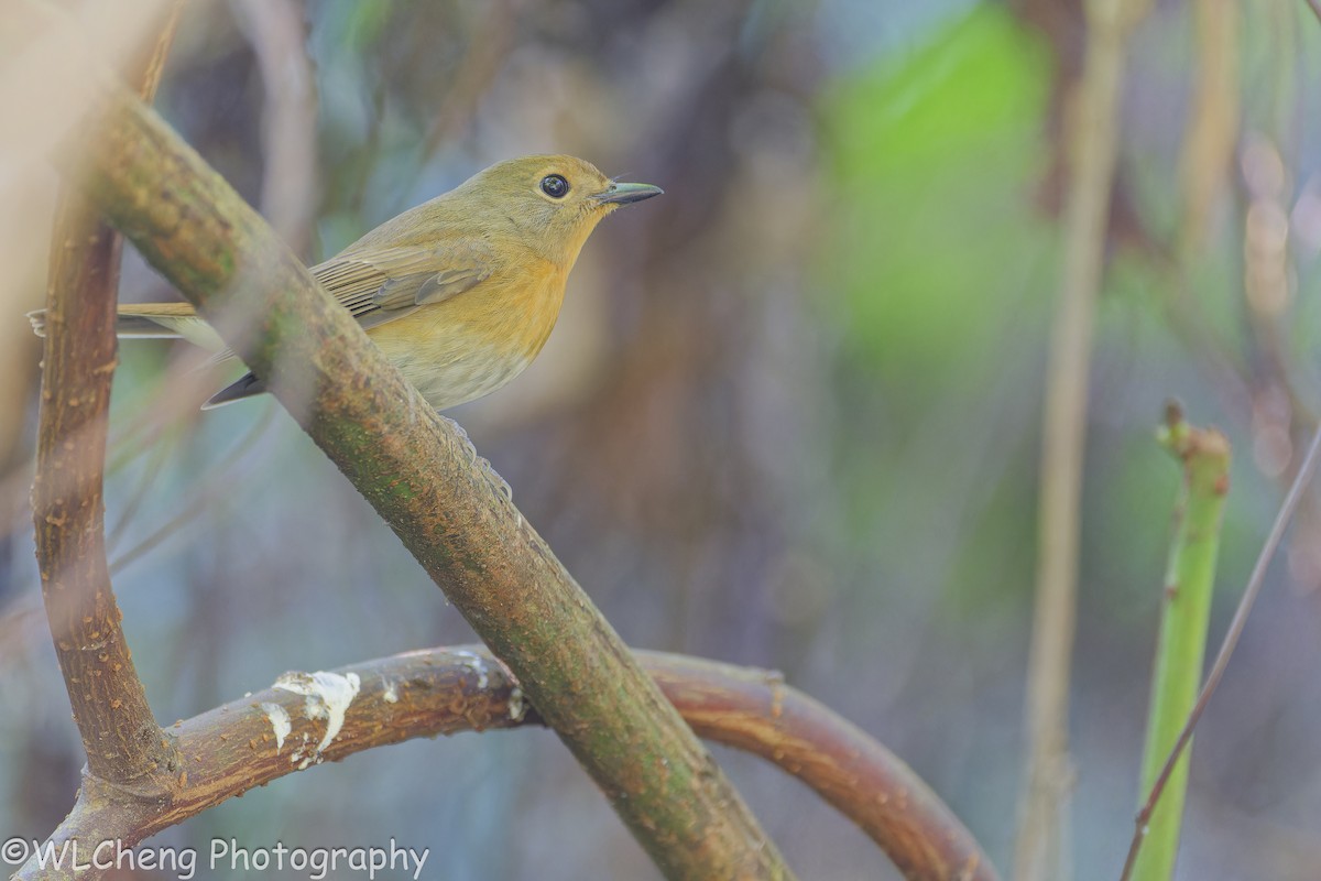 Hainan Blue Flycatcher - ML646495945