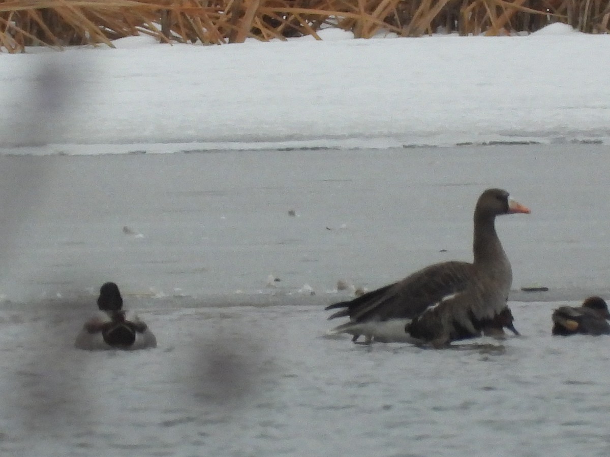 Greater White-fronted Goose - ML646495956