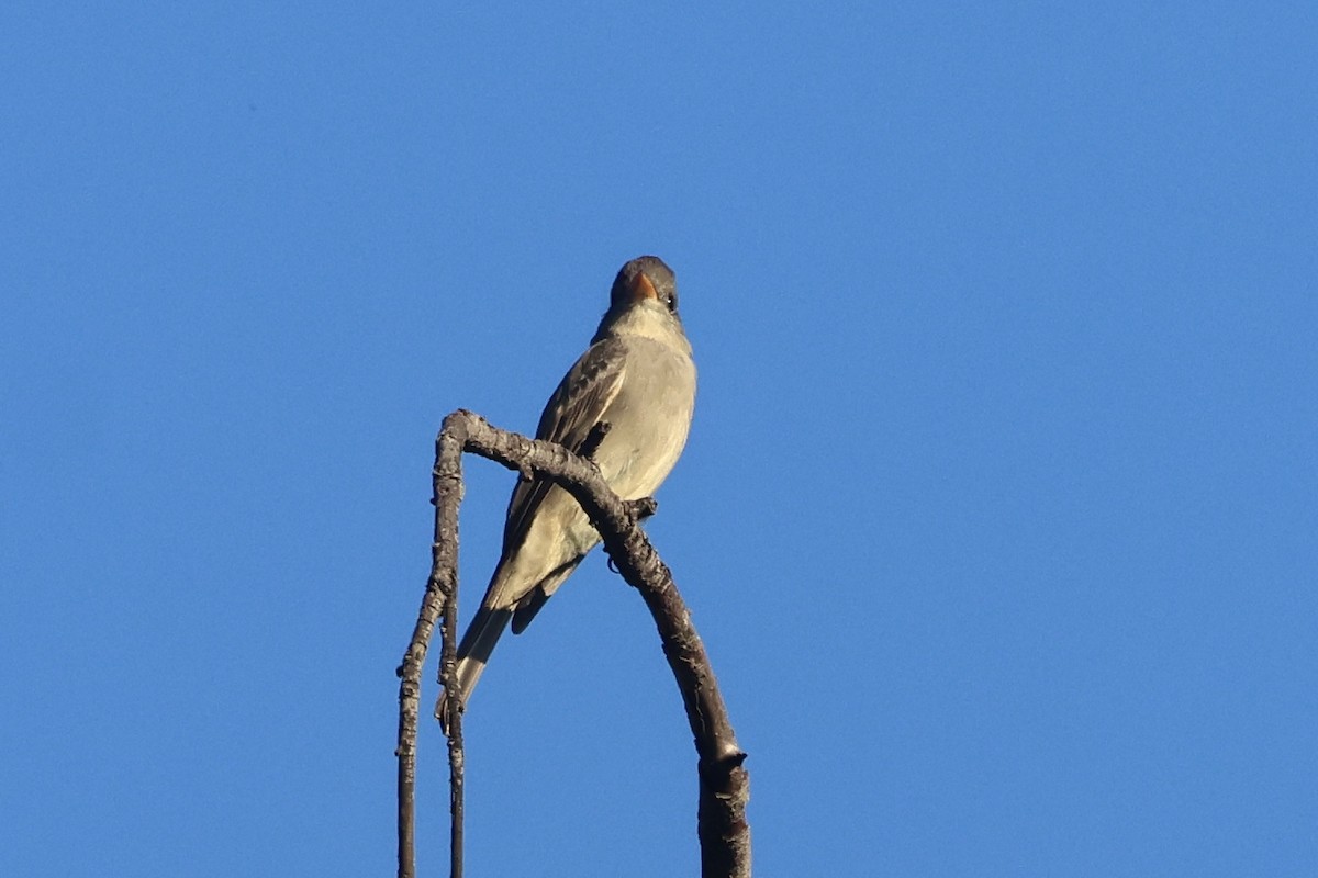 Greater Pewee - ML646495959