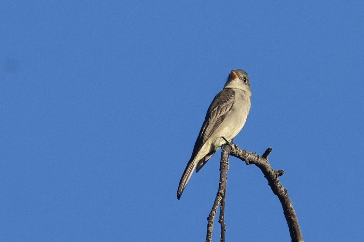 Greater Pewee - ML646495960