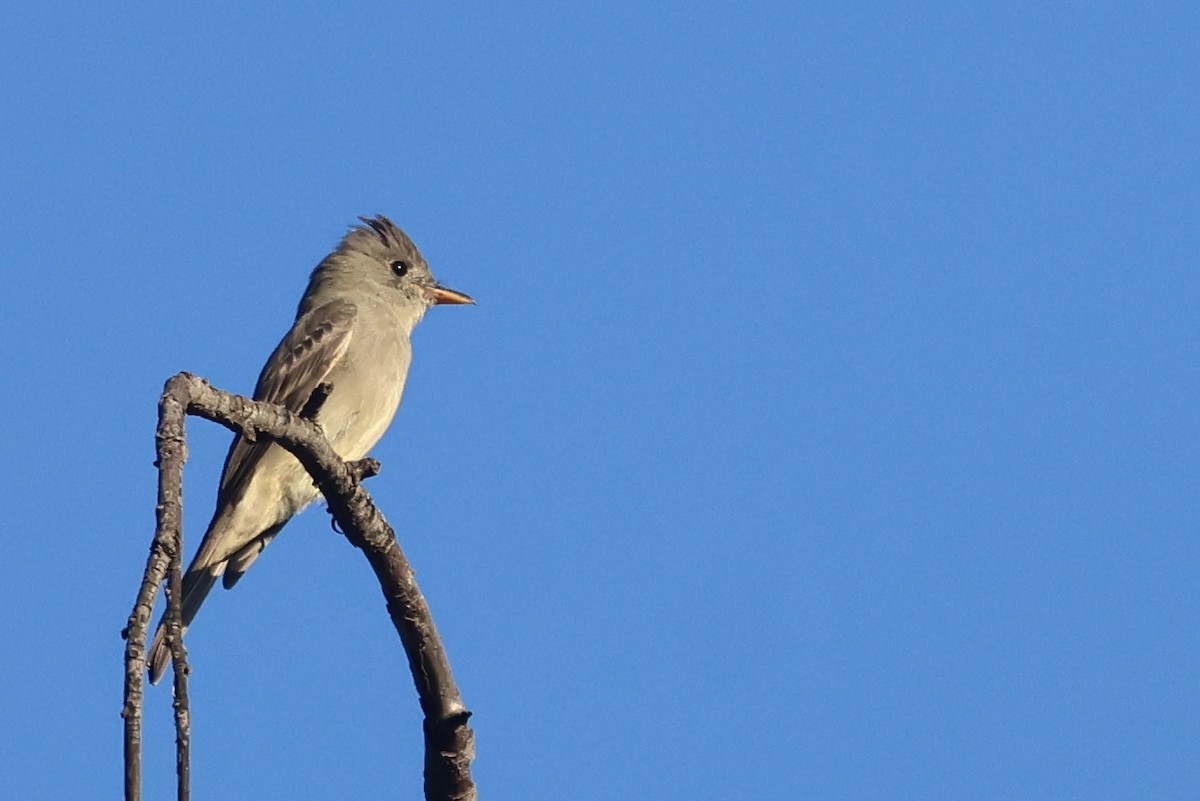 Moucherolle de Coues - ML646495961