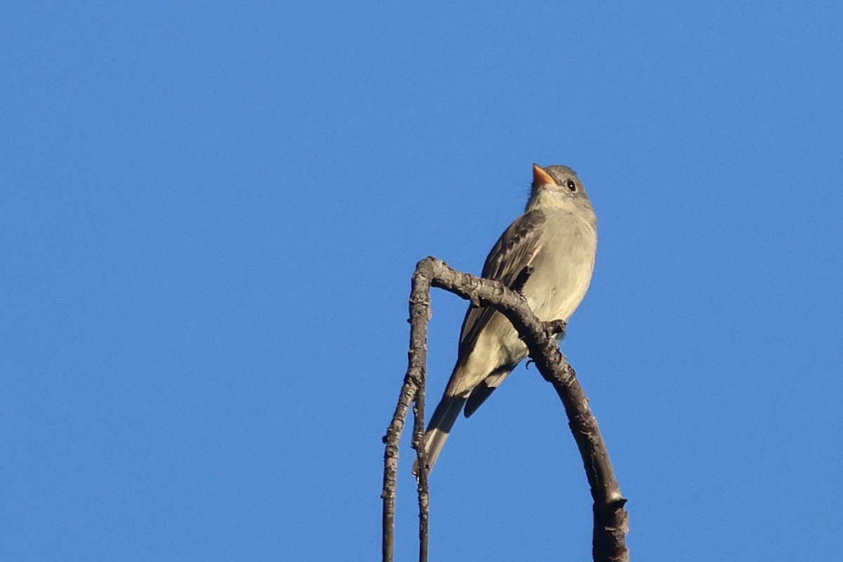 Greater Pewee - ML646495963