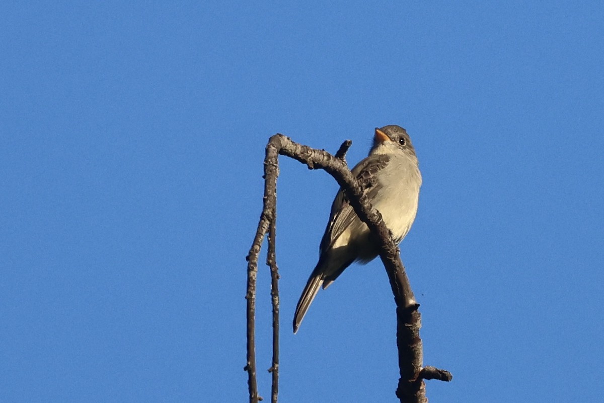 Moucherolle de Coues - ML646495964