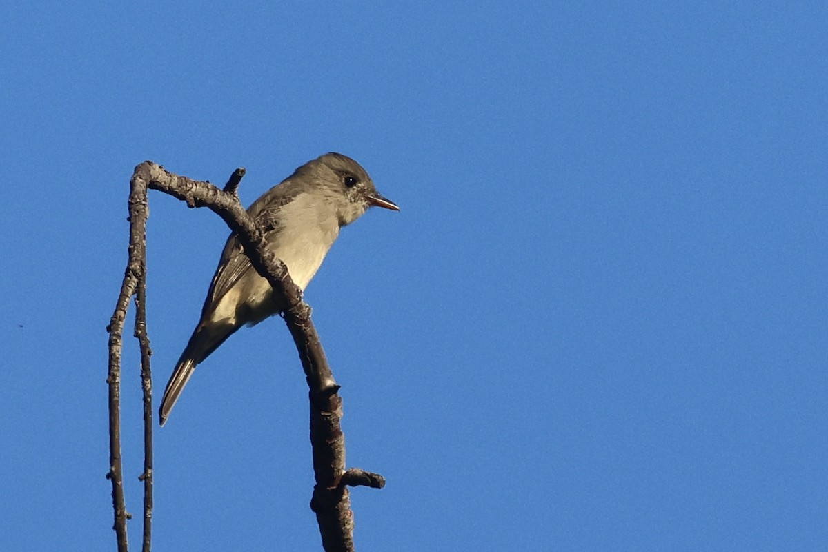 Moucherolle de Coues - ML646495965