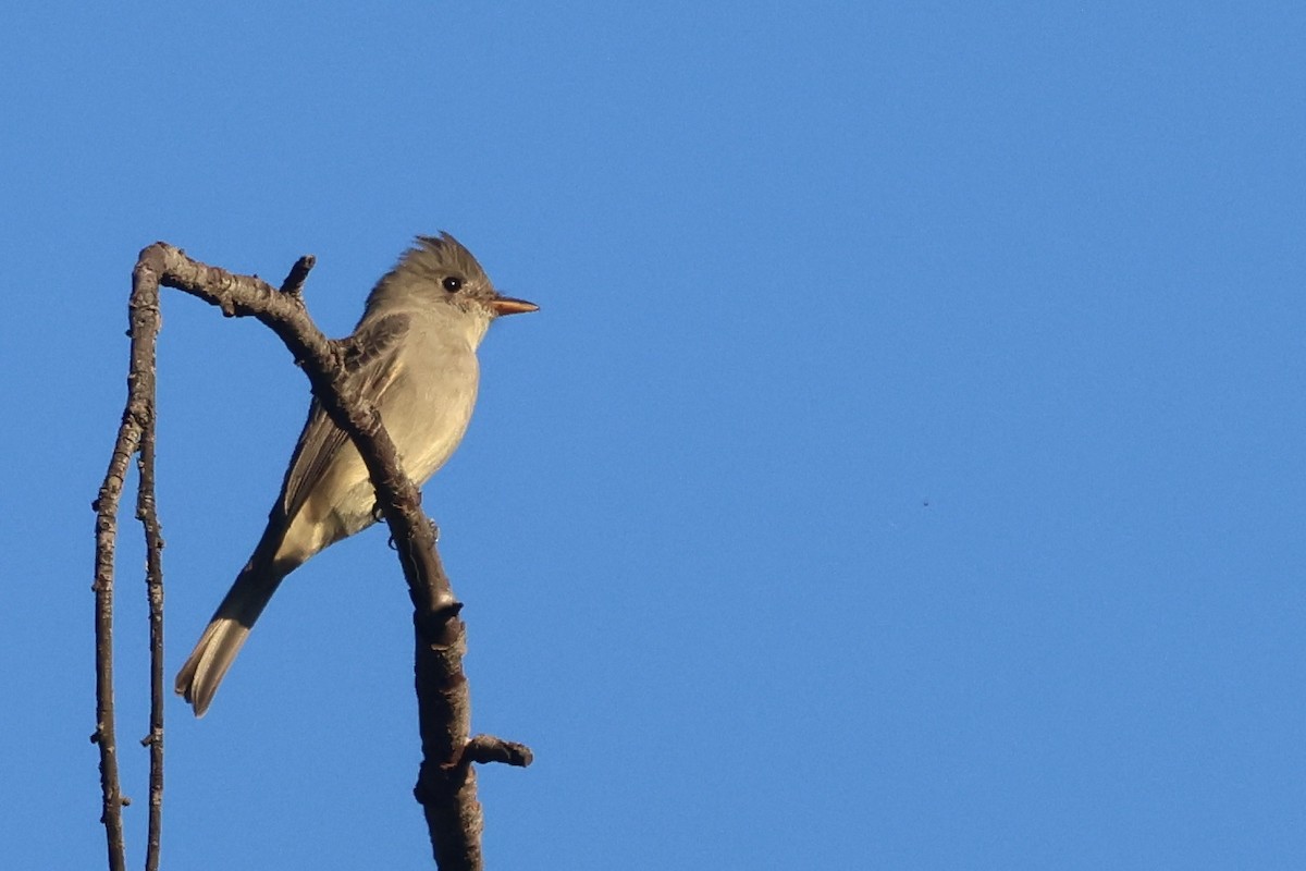 Moucherolle de Coues - ML646495966