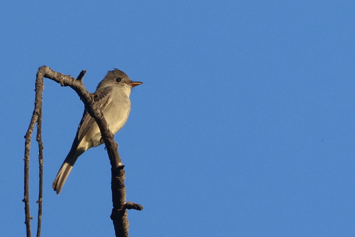 Moucherolle de Coues - ML646495967