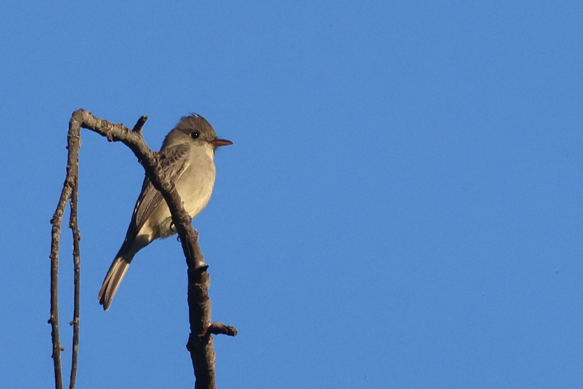 Moucherolle de Coues - ML646495968