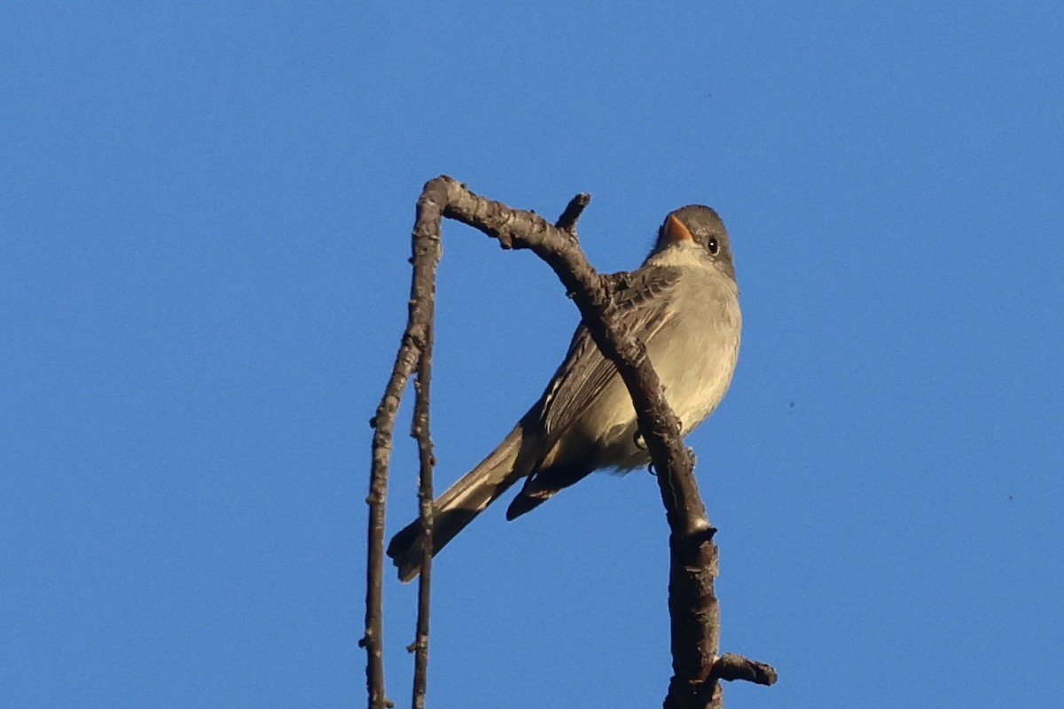 Moucherolle de Coues - ML646495969