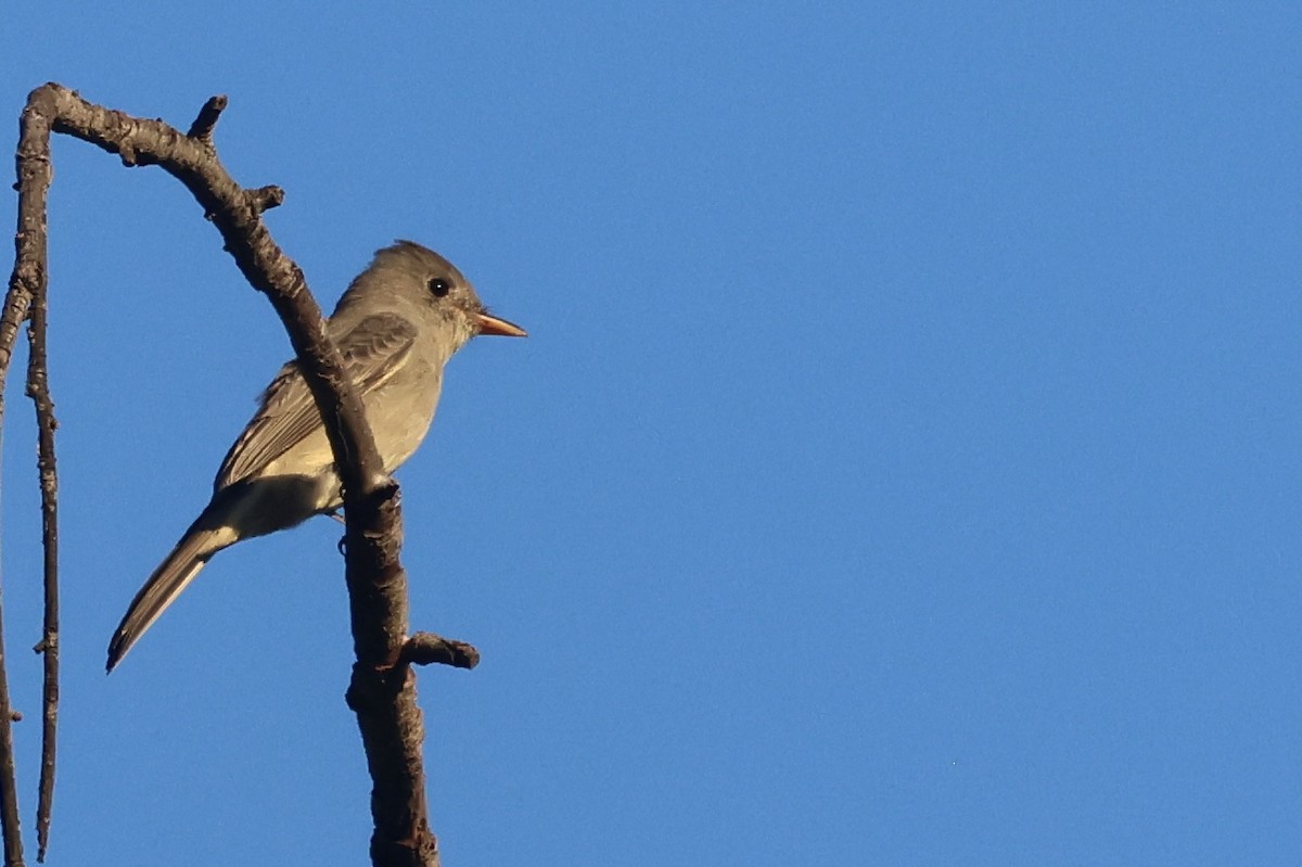 Moucherolle de Coues - ML646495971