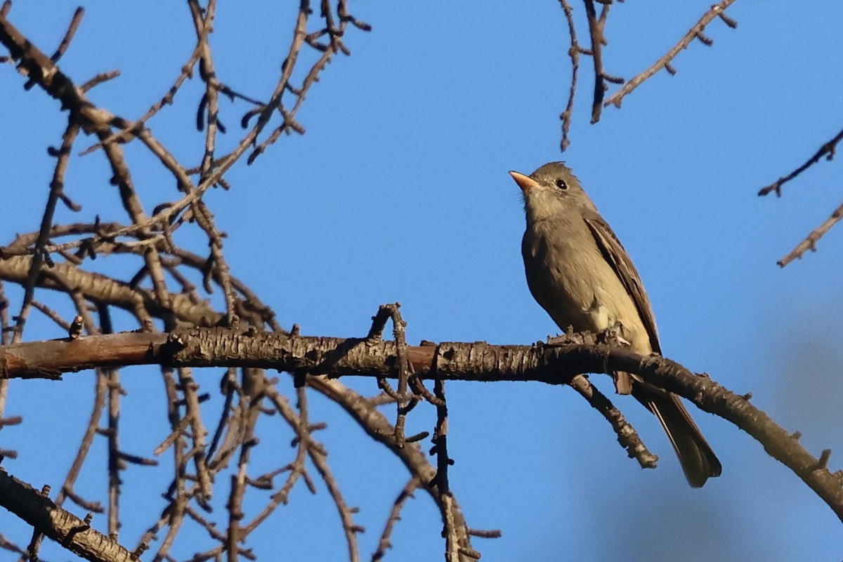 Moucherolle de Coues - ML646495972