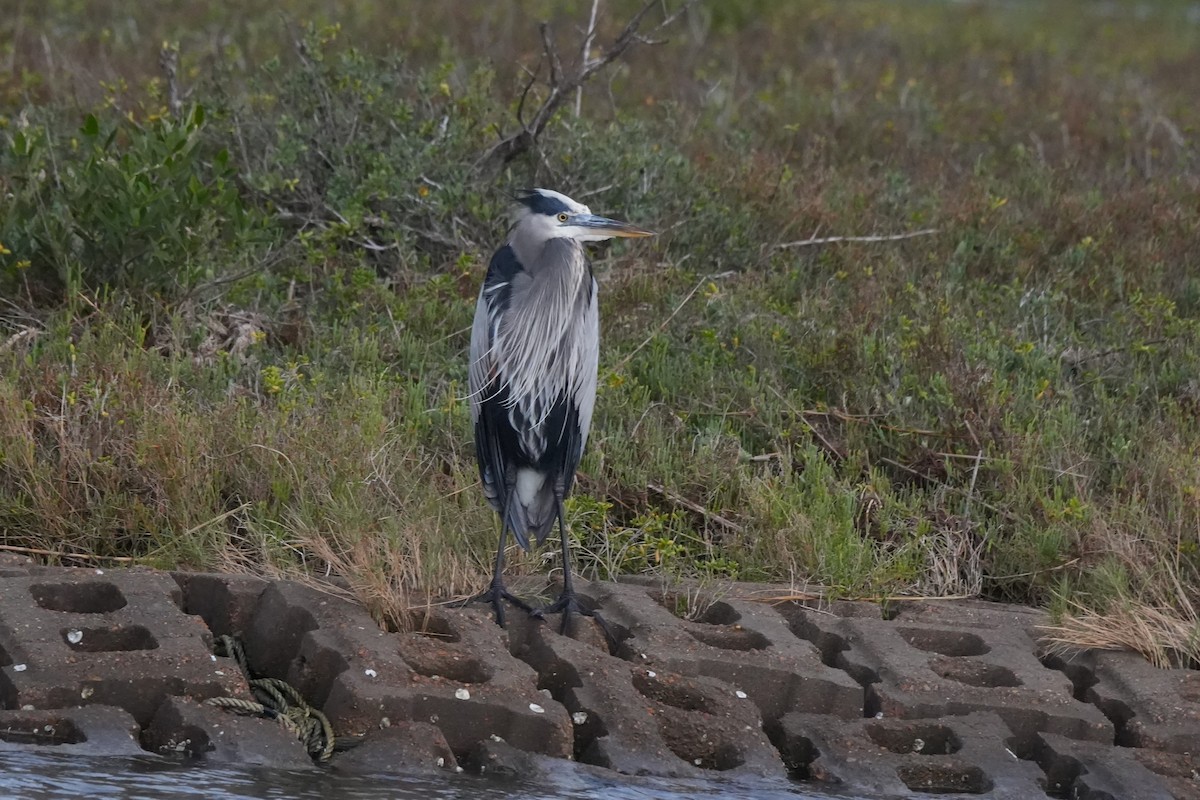 Great Blue Heron - ML646495975