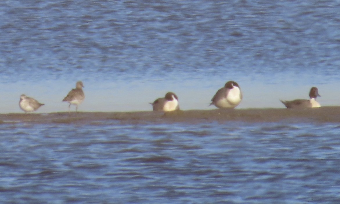 尖尾鴨 - ML646495992