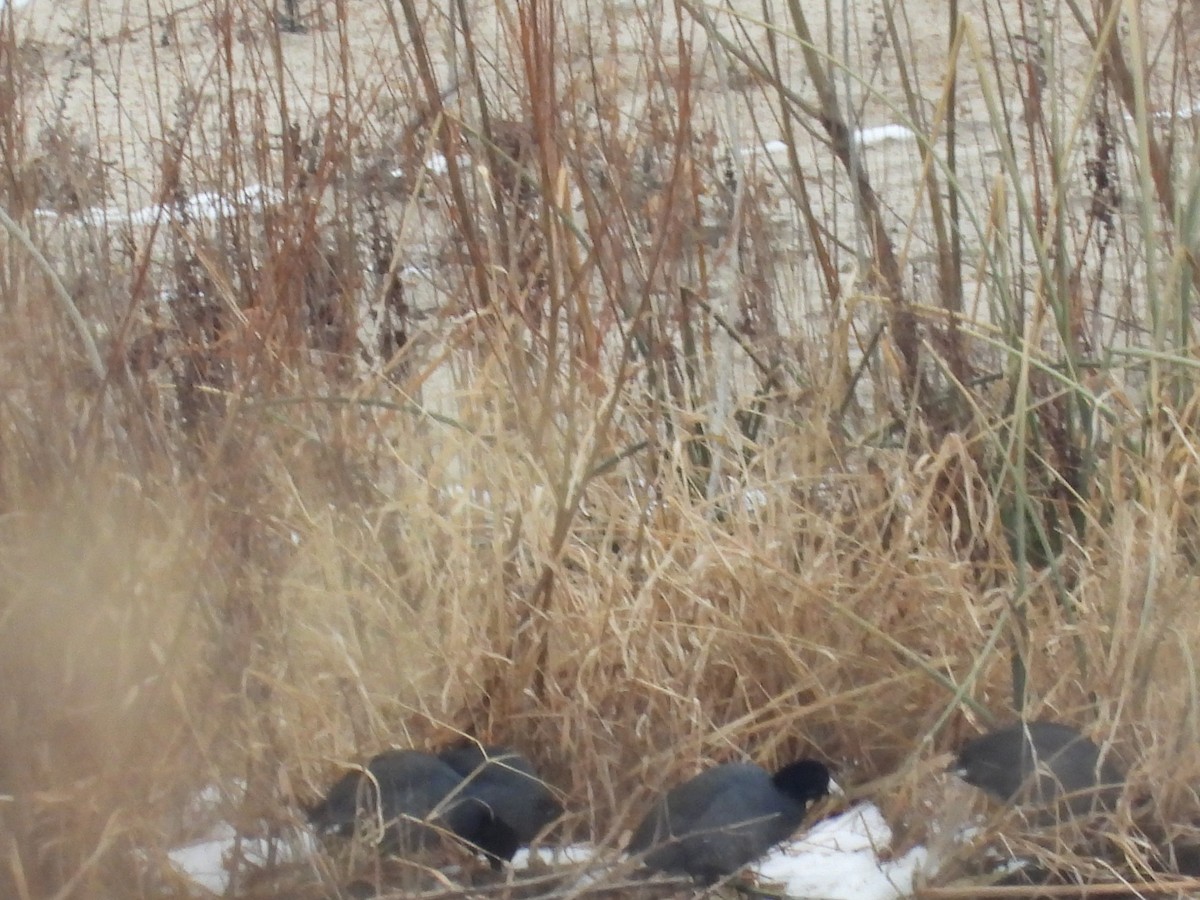 American Coot - ML646495994